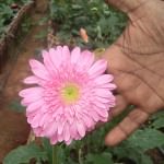 Asiri Flora