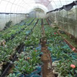 Blooms Agricultural Enterprises Blooms Agricultural Enterprises