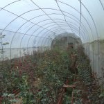 Blooms Agricultural Enterprises Blooms Agricultural Enterprises