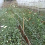 Blooms Agricultural Enterprises Blooms Agricultural Enterprises
