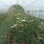 Blooms Agricultural Enterprises Blooms Agricultural Enterprises