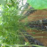 Green House Construction & Iron Works