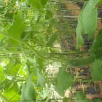 Green House Construction & Iron Works