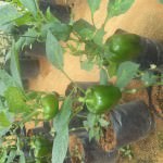 Green House Construction & Iron Works