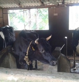 Sithumina Kiri Govipala
