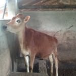 Sithumina Kiri Govipala Sithumina Kiri Govipala