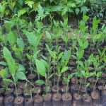 Nadee Chathura Nursery