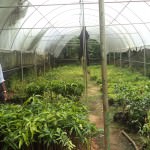 Nadee Chathura Nursery