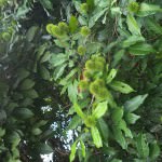 Nadee Chathura Nursery