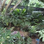 Nadee Chathura Nursery