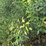 Nadee Chathura Nursery