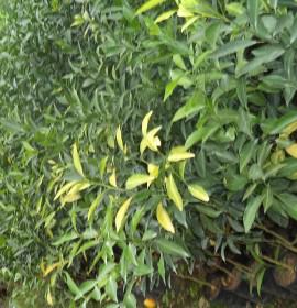 Nadee Chathura Nursery