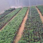 SANDALI  NURSERY