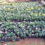 SANDALI  NURSERY
