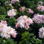SANDALI  NURSERY
