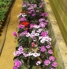 SANDALI  NURSERY