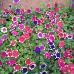 SANDALI  NURSERY