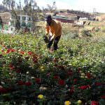 Marhaba Rose Nursery Marhaba Rose Nursery