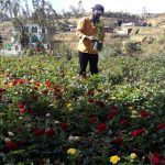 Marhaba Rose Nursery Marhaba Rose Nursery