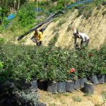 Marhaba Rose Nursery Marhaba Rose Nursery
