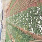 MALSHA ROSES MALSHA ROSES