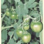 ATHULA VEGETABLE TANNEL ATHULA VEGETABLE TANNEL