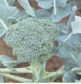 ATHULA VEGETABLE TANNEL