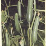 ATHULA VEGETABLE TANNEL ATHULA VEGETABLE TANNEL