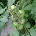 Danuli Fresh Vegetables Supplier