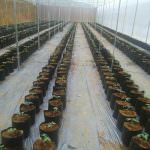 Danuli Fresh Vegetables Supplier