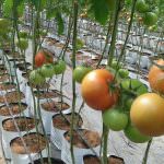 Danuli Fresh Vegetables Supplier