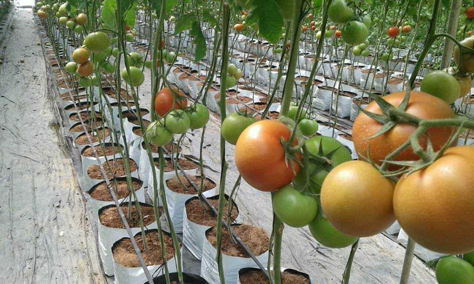 Danuli Fresh Vegetables Supplier Uva Products