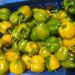 Danuli Fresh Vegetables Supplier