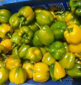 Danuli Fresh Vegetables Supplier