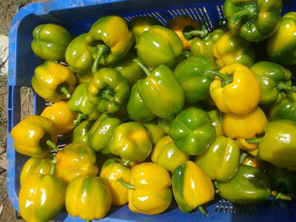 Danuli Fresh Vegetables Supplier Uva Products