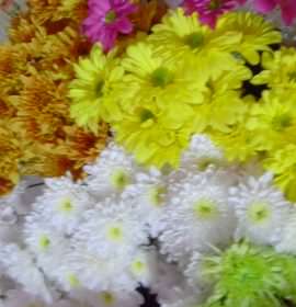 Vimandee Flora & Plant Nursary