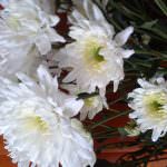 Vimandee Flora & Plant Nursary Vimandee Flora & Plant Nursary