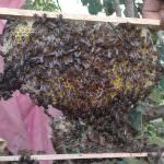 Uva Bee’s Products