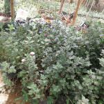 Vimandee Flora &  Plant Nursery