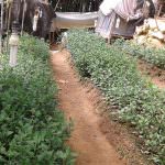 Vimandee Flora &  Plant Nursery
