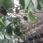Udeani Green House Products