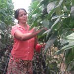 Udeani Green House Products
