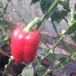 Udeani Green House Products