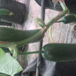 Udeani Green House Products
