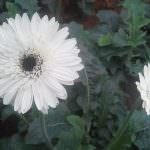 Vimandee Flora & Plant Nursary Vimandee Flora & Plant Nursary
