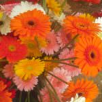 Vimandee Flora & Plant Nursary Vimandee Flora & Plant Nursary