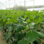 CHANDANA VEGETABLE