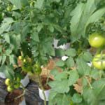 CHANDANA VEGETABLE