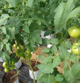 CHANDANA VEGETABLE