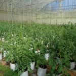 CHANDANA VEGETABLE